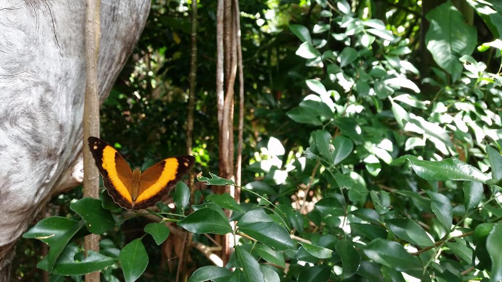 Shambhala Retreat Magnetic Island Cottages Nelly Bay エクステリア 写真