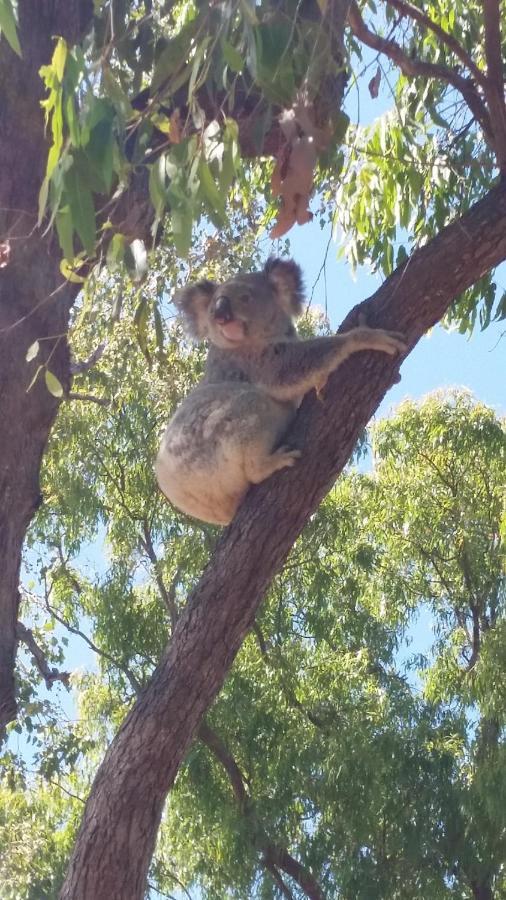 Shambhala Retreat Magnetic Island Cottages Nelly Bay エクステリア 写真